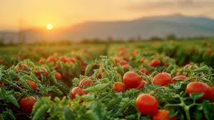Crop Farming