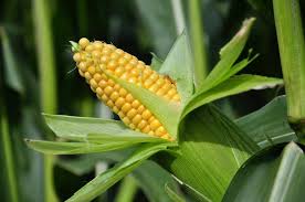 Organic Maize (5kg)